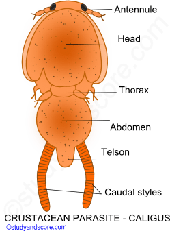 Parasitism in Crustaceae, crustacean parasites, parasitic crustaceans, copepod parasites, Isopoda parasites, cirripidea parasites, Branchiura parasites